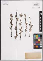 Foto von Salix cinerea L.